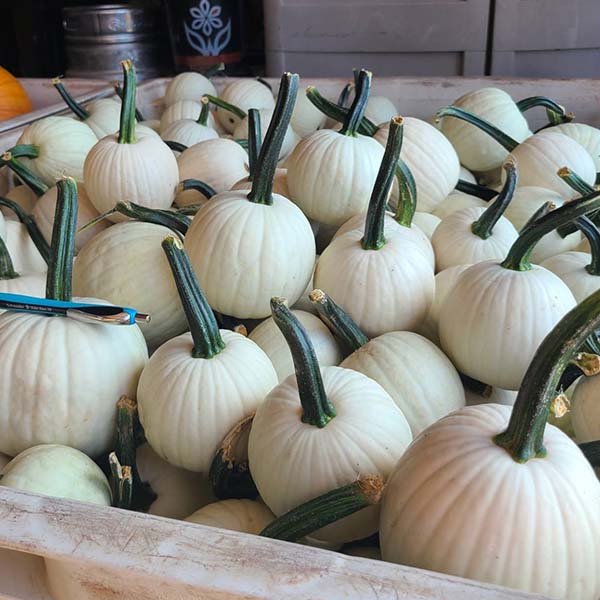 reflex herbicide pumpkins Snow Drop F1 Treated w/FI400 Pumpkin Seeds