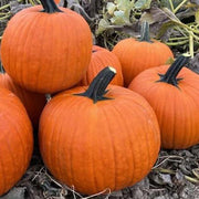 Olympus F1 Untreated Pumpkin