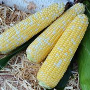 Tempo XR F1 Untreated Corn Seeds