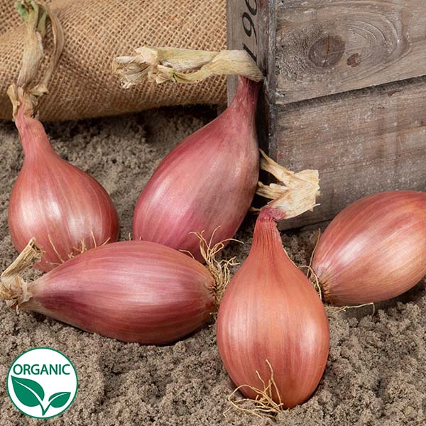 planting shallot seeds Innovator F1 Organic Shallot Seeds