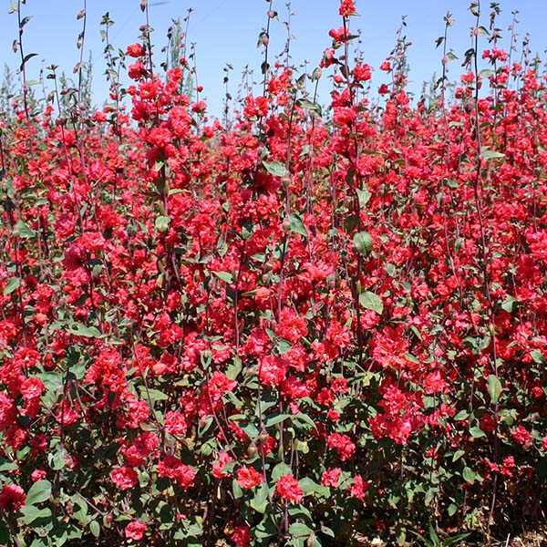 clarkia flower seeds Elegant Red Untreated Clarkia Seeds