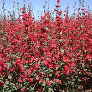 Elegant Red Untreated Clarkia