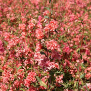 Elegant Light Salmon Untreated Clarkia