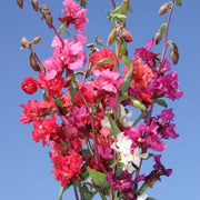 Mountain Garland Mix Untreated Clarkia