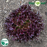 Rhone Organic, NOP-Compliant Pellet, Lettuce