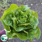Xalbadora Organic, NOP-Compliant Pellet, Lettuce