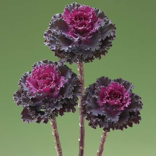 kale flower seeds Crane™ Ruffle Red F1 Untreated Flowering Kale Seeds
