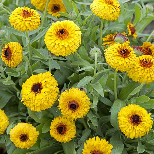eyeball plant seeds Bull's Eye Untreated Calendula Seeds