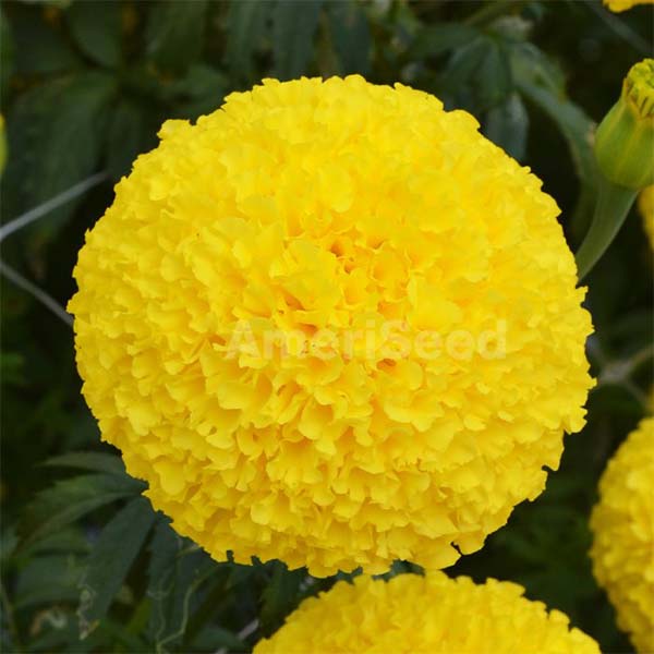 marigold yellow flower seeds Oriental Yellow F1 Untreated Marigold Seeds