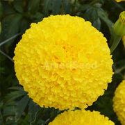 Oriental Yellow F1 Untreated Marigold