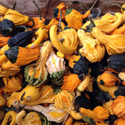 Autumn Wings Blend Untreated Gourd