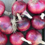 Cabernet F1 Untreated Onion