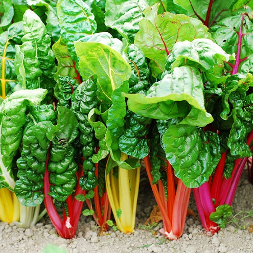 swiss chard seeds planting Bright Lights Untreated Swiss Chard Seeds