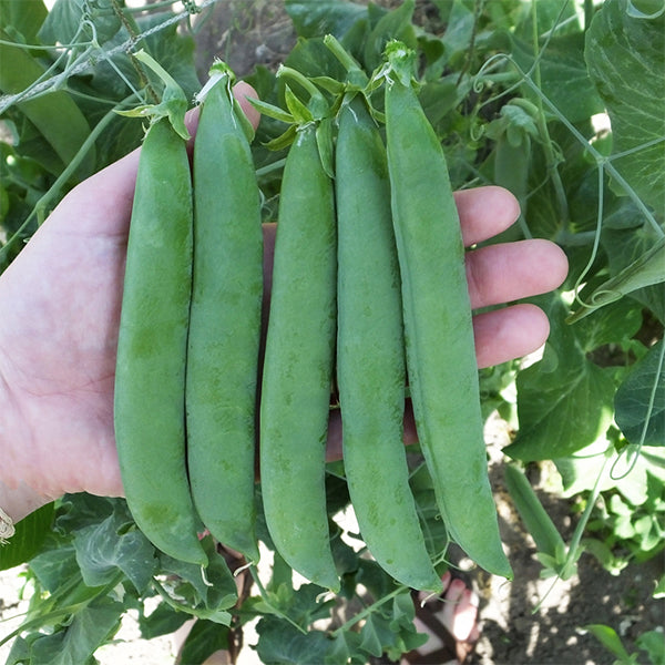 large seeds for planting Mr. Big Untreated Pea Seeds