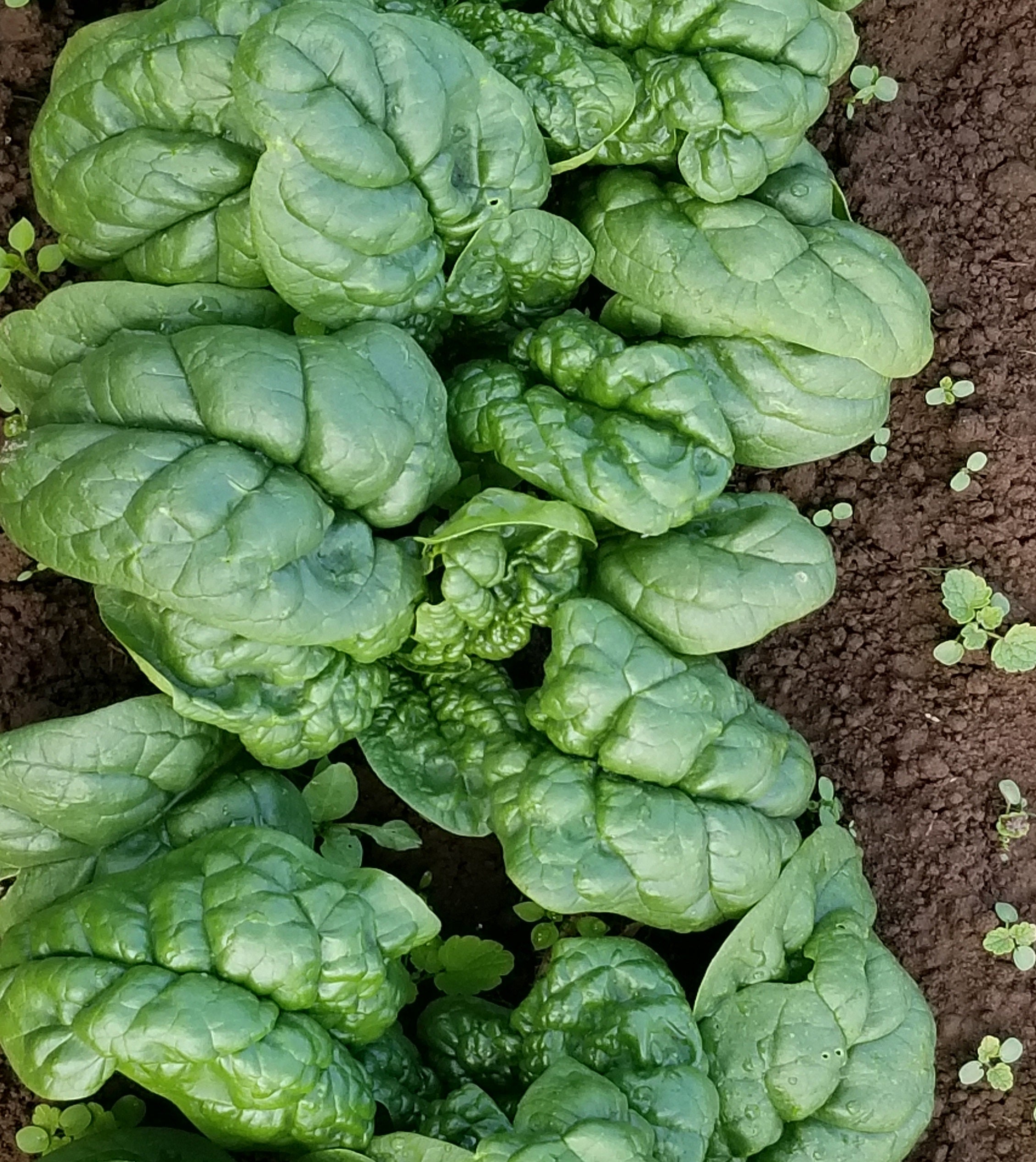 spinach plant with seeds Regiment Spinach Seeds – High-Yield, Nutritious Green Variety for Healthy Gardens