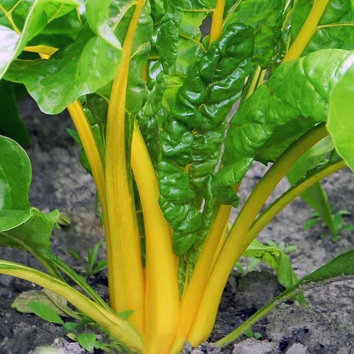 plant chard seeds Eldorado Untreated Swiss Chard Seeds