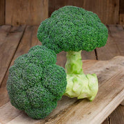 Emerald Jewel F1 Treated Broccoli