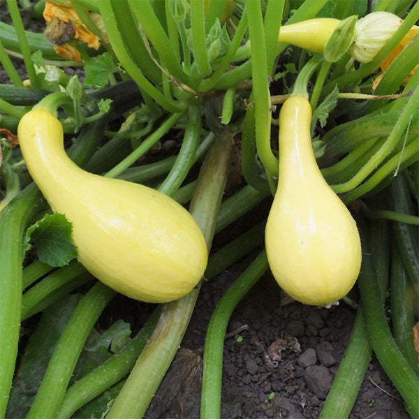 planting yellow crookneck squash seeds Gentry F1 Untreated Squash Seeds