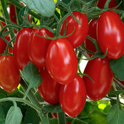 Sweet Hearts F1 Untreated Tomato