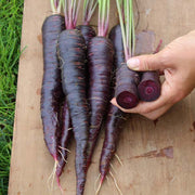 Deep Purple Untreated Carrot