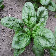 Sioux F1 Untreated Spinach