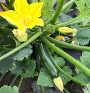 Trooper F1 Untreated Squash
