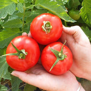 Early Girl F1 Untreated Tomato