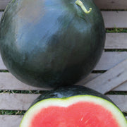 Sweet Gem F1 Treated, Primed Watermelon