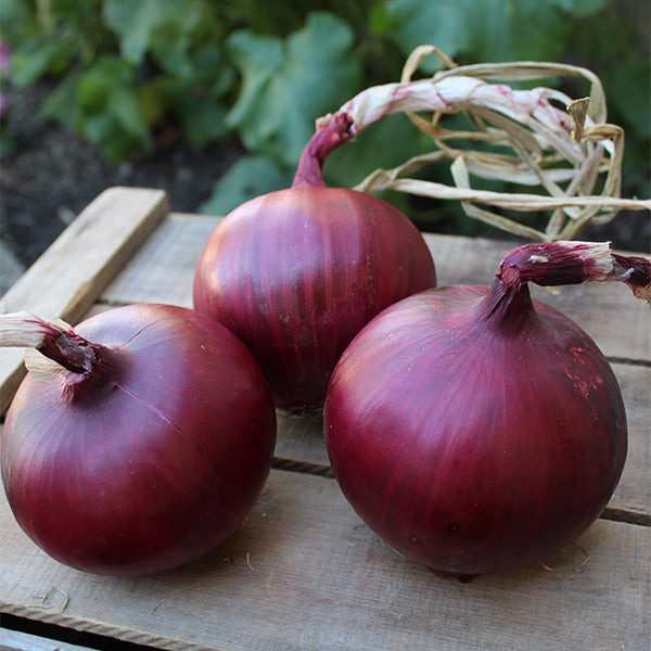 strawberry onions seeds Red Angel F1 Untreated Onion Seeds