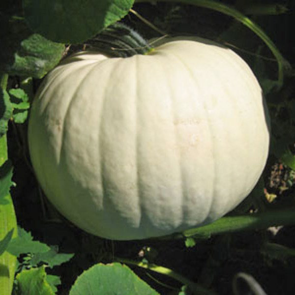 white pumpkin seeds for planting Moonshine F1 Treated w/ Farmore Pumpkin Seeds