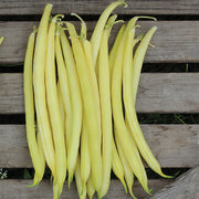 Golden Goal Untreated Bean