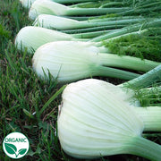 Preludio F1 Organic Fennel