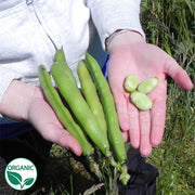 Fava Broad Windsor Organic Bean Seeds