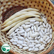 Cannellini Silver Cloud Organic Bean