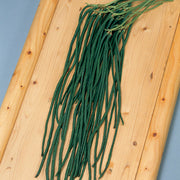Orient Wonder Untreated Bean