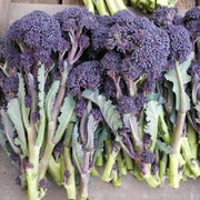 Red Fire F1 Untreated Sprouting Broccoli