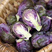 Redarling F1 Untreated Brussels Sprouts Seeds