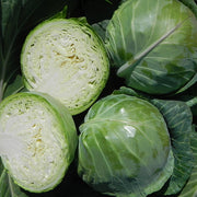 Kilagreg F1 Untreated Cabbage