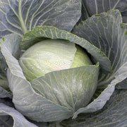 Storage #4 F1 Untreated Cabbage