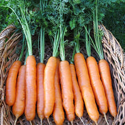 Napoli F1 Untreated Carrot