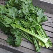 Kelvin F1 Untreated, NOP-Compliant Pellet, Celery