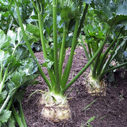 President Untreated, NOP-Compliant Pellet, Celeriac