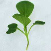 Greens - Asian - Tatsoi Tersus Untreated Seeds