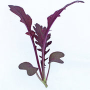 Miz America F1 Untreated Asian Green/Microgreen