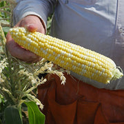 274A F1 Untreated Corn