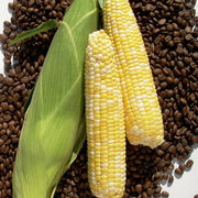 Cuppa Joe F1 Untreated Corn Seeds