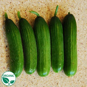 Picolino F1 Organic Cucumber
