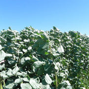 Bean Fava Diana Untreated Cover Crop