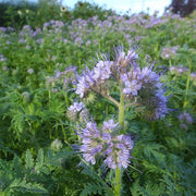 Lacy Phacelia Untreated Cover Crop
