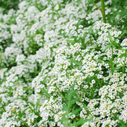 Sweet Alyssum, Tall White Untreated Cover Crop